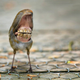 Illustration for article titled Full-On Nightmare Fuel: Birds With Giant Mouths Instead Of Beaks